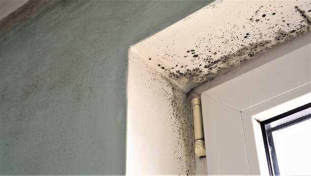 Best Commercial Mold Inspection  in Fraser, CO