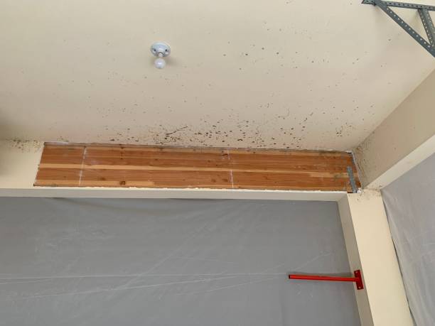 Best Commercial Mold Inspection  in Fraser, CO