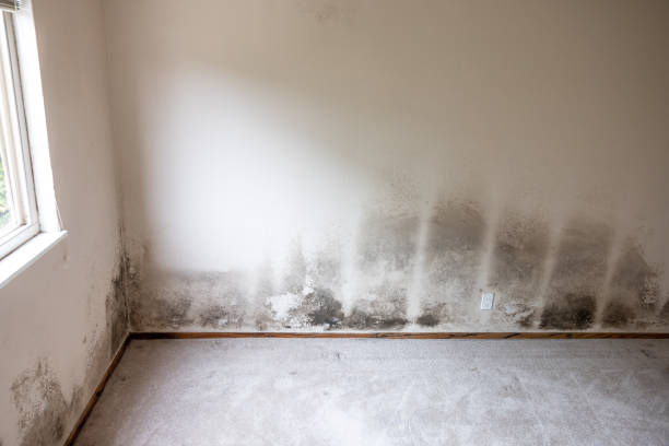 Best Post-Remediation Verification Testing  in Fraser, CO
