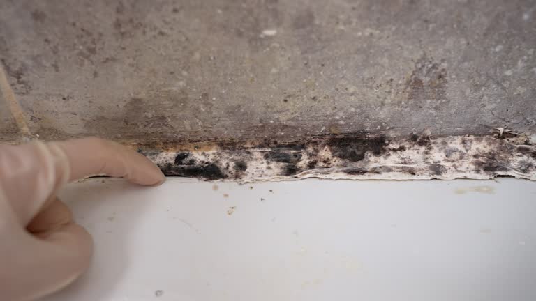 Best Airborne Mold Testing  in Fraser, CO