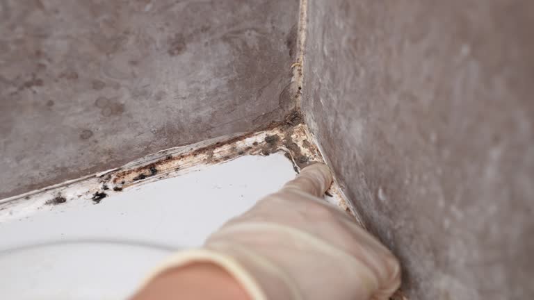 Best Mold-Related Health Consultation  in Fraser, CO